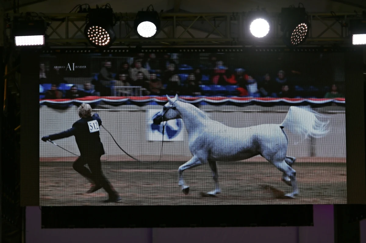 Klacz Perfinka wyhodowana w stadninie koni w Białce została sprzedana za 1 mln 250 tys. euro podczas aukcji koni arabskich czystej krwi "Pride of Poland" w Janowie Podlaskim (Lubelskie). Wylicytował ją nabywca z Arabii Saudyjskiej. W sumie w czasie aukcji sprzedano 10 koni za łączną kwotę 1 mln 587 tys. euro. 