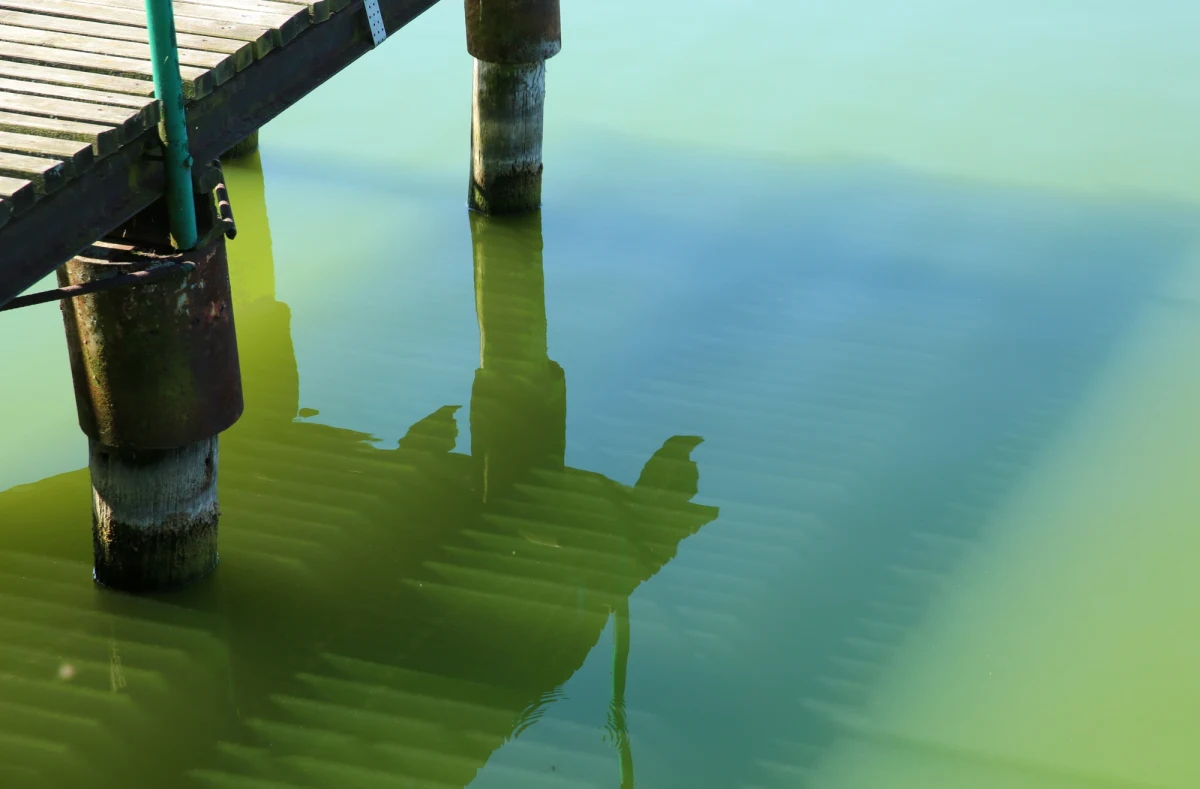 Zakwit sinic na Bałtyku. Na 17 nadmorskich plażach sanepid wprowadził zakaz kąpieli. 