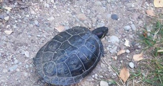 Turysta spotkał i sfotografował w Wigierskim Parku Narodowym (WPN) drapieżnego żółwia, który nie występuje w Polsce. Okazało się, że to żółw żółtobrzuchy pochodzący z Kalifornii. Gad ciągle jest na wolności.