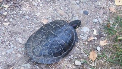 Drapieżny żółw w Wigierskim Parku Narodowym. Jest apel do turystów