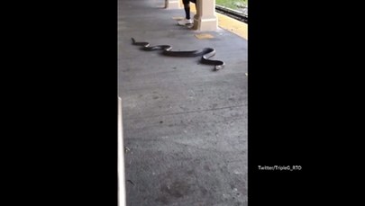 Niespodziewany pasażer w nowojorskim metrze. Ponad dwumetrowy wąż pełzał po peronie [WIDEO]