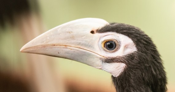 To co innym od lat się nie udaje, we Wrocławiu udało się czwarty rok z rzędu. Dzioborożce palawańskie z tamtejszego ZOO ponownie doczekały się piskląt. Wrocławski ogród zoologiczny jest jedynym na świecie, gdzie te zagrożone ptaki się rozmnażają.