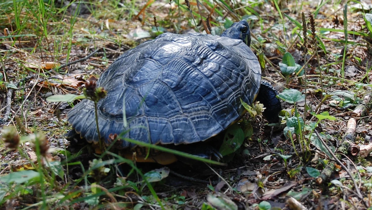 Żółw żółtobrzuchy pochodzący z Kalifornii, który od jakiegoś czasu przebywał w Wigierskim Parku Narodowym (WPN) został złapany przez leśniczego Nadleśnictwa Suwałki. Gada kilka dni temu widział w lesie turysta i poinformował pracowników parku.