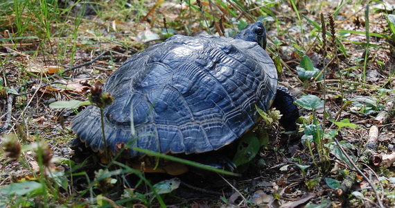 Żółw żółtobrzuchy pochodzący z Kalifornii, który od jakiegoś czasu przebywał w Wigierskim Parku Narodowym (WPN) został złapany przez leśniczego Nadleśnictwa Suwałki. Gada kilka dni temu widział w lesie turysta i poinformował pracowników parku.