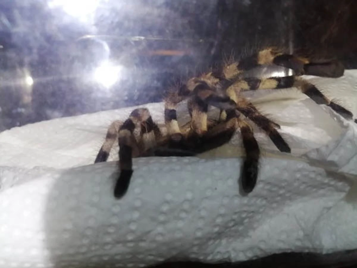 Stołeczni strażnicy miejscy przy pomocy specjalistycznego sprzętu odłowili ptasznika olbrzymiego, który pojawił się w jednym z mieszkań na Pradze Południe. Pająk siedział na ścianie.