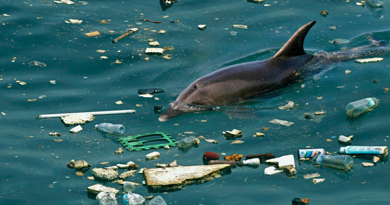 W Atlantyku znajduje się ponad 10 razy więcej plastiku niż sądzono, a ilość odpadów z tworzyw sztucznych wyrzucanych do tego oceanu jest większa niż 8 mln ton rocznie, jak szacowano w 2015 roku - wynika z badań, o których pisze w środę dziennik "The Times".