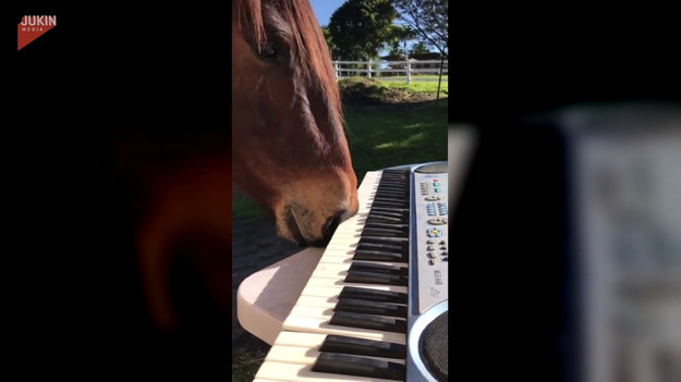 Koń o imieniu Murphy spróbował swoich sił przy pianinie. Co prawda do gry używał pyska zamiast kopyt, ale trzeba przyznać, efekt zaskakuje. Zobaczcie sami!