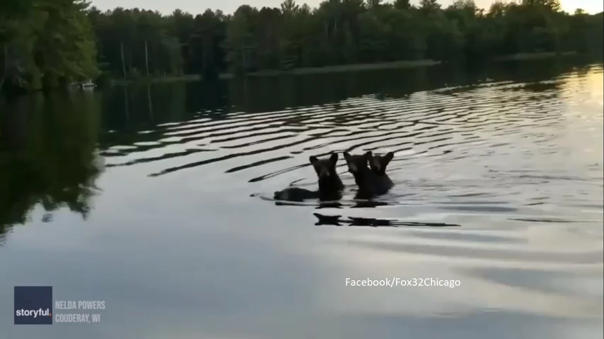 Turyści z USA stali się świadkami przeprawy gromadki niedźwiedzi przez jezioro Chippewa w Wisconsin. Filmik, pokazujący niedźwiedzicę zapewniającą bezpieczny transport swoim młodym, podbił serca internautów.