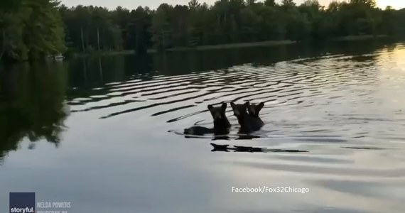 Turyści z USA stali się świadkami przeprawy gromadki niedźwiedzi przez jezioro Chippewa w Wisconsin. Filmik, pokazujący niedźwiedzicę zapewniającą bezpieczny transport swoim młodym, podbił serca internautów.