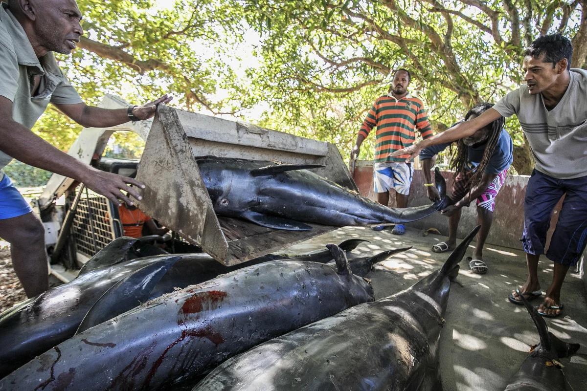 Co najmniej 13 martwych delfinów znaleziono na plaży na Mauritiusie ponad miesiąc po wycieku setek ton ropy z osiadłego na mieliźnie u wybrzeża wyspy japońskiego tankowca. Obrońcy środowiska uważają, że jest to skutek wycieku i decyzji władz o zatopieniu dziobu statku - informuje w środę BBC.