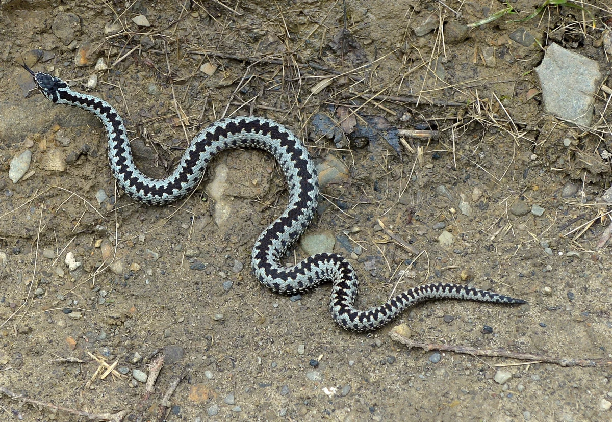 Turysta ukąszony przez żmiję w dolinie Wisły w Beskidach. Po interwencji GOPR zabrała go karetka. To już drugi przypadek ukąszenia tego lata.