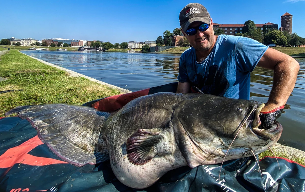 Suma mierzącego 215 cm długości wyłowił z Wisły, na wysokości wzgórza wawelskiego, Kamil Walicki. "Siedziałem i gapiłem się na tego stwora jak sroka w gnat. Nie jestem sumiarzem i nigdy nie widziałem wąsatego w takim gabarycie" – napisał w internecie, chwaląc się zdjęciem wyłowonej ryby.