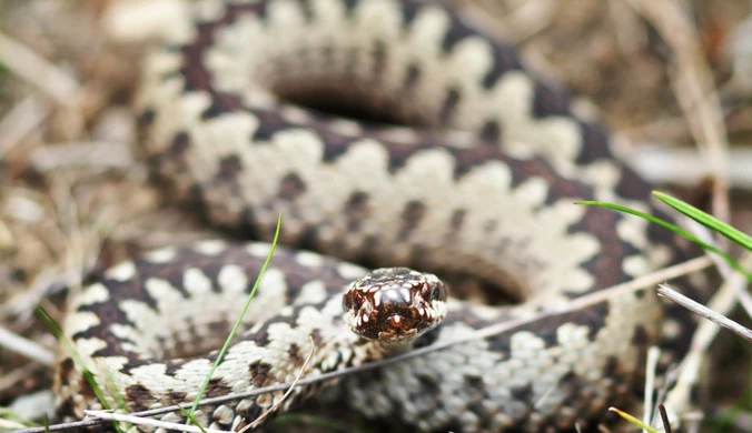 To jedyny jadowity wąż w Polsce. Leśnicy ostrzegają: Już jest na szlakach