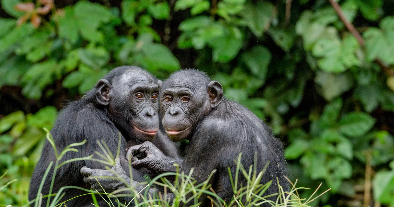 Bonobo w środowisku naturalnym. 