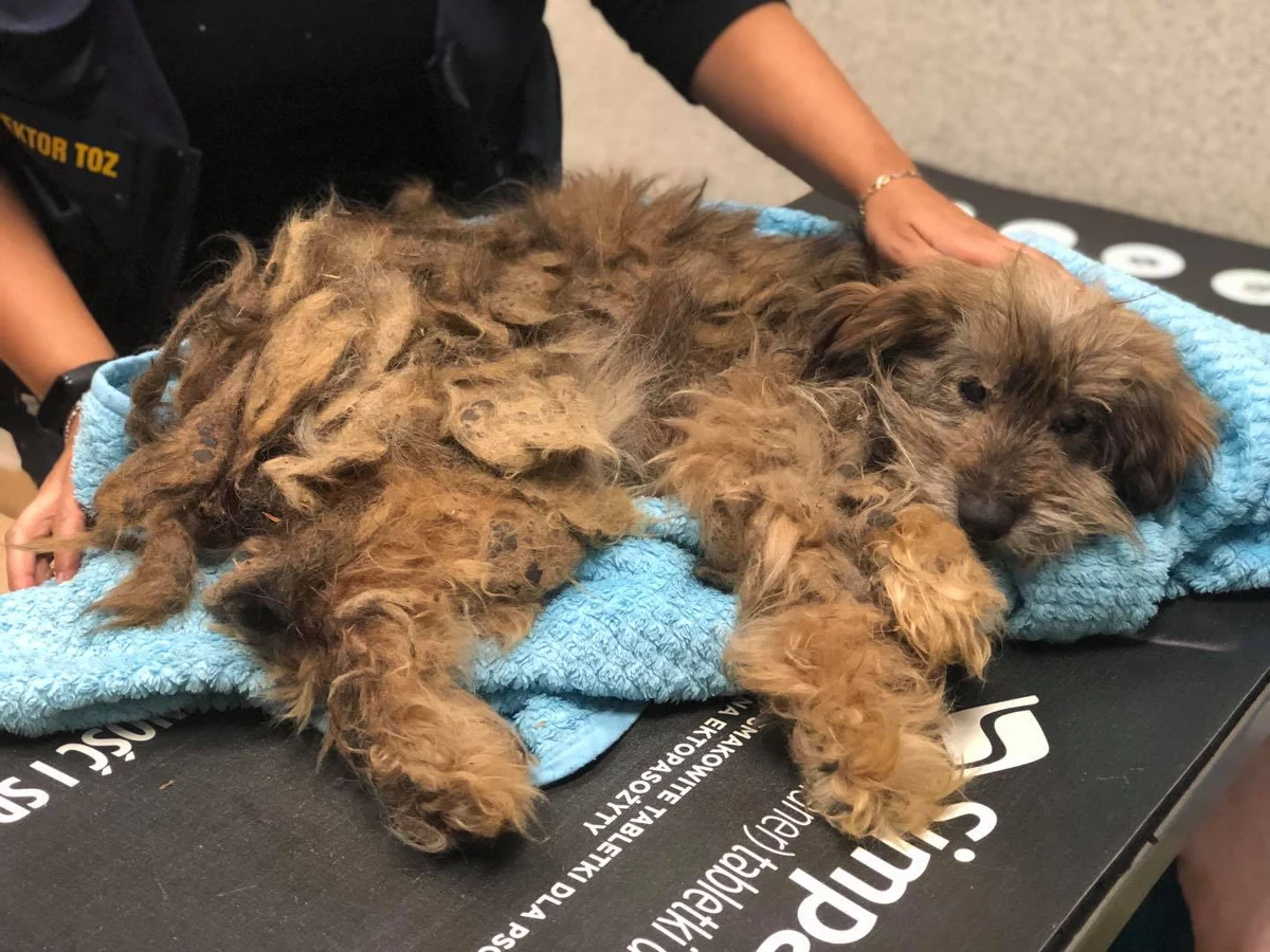 W Opolu trwa walka o życie Baltazara. Pies jest w dramatycznym stanie. Tygodniami konał na oczach swoich właścicieli. Został im odebrany przez wolontariuszy Towarzystwa Opieki nad Zwierzętami. 