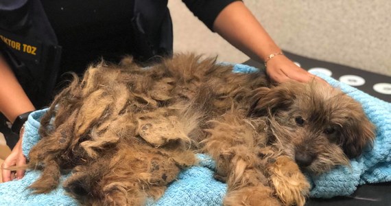 W Opolu trwa walka o życie Baltazara. Pies jest w dramatycznym stanie. Tygodniami konał na oczach swoich właścicieli. Został im odebrany przez wolontariuszy Towarzystwa Opieki nad Zwierzętami. 