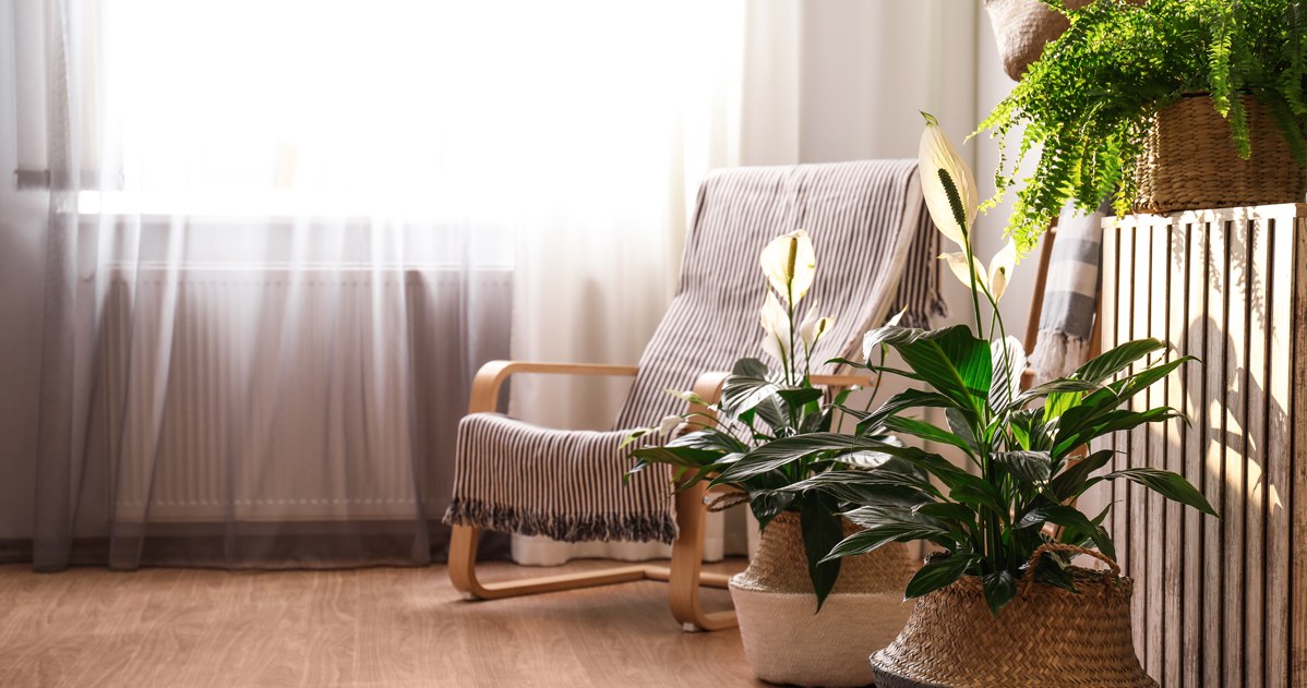 Zamiast wylewać do zlewu, wlej do doniczki. Skrzydłokwiat ci podziękuje