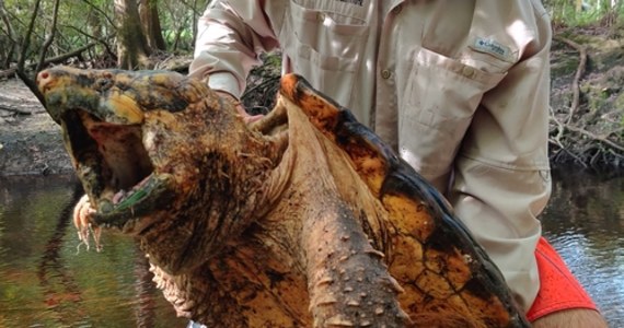Naukowcy byli przekonani, że żółwie jaszczurowate już wyginęły. W 2014 roku wypatrzyli jednego z nich i teraz po sześciu latach ponownie znaleźli trzy sztuki. "To niezwykłe znaleźć tak wielkiego żółwia w tak małej rzece" – napisali na Facebooku.  