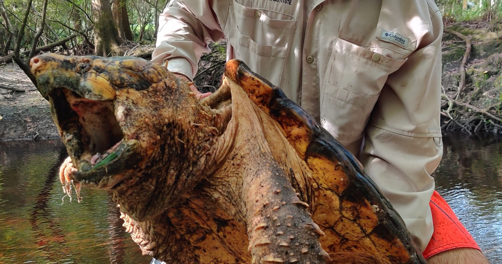 Monstrualne Zolwie Jaszczurowate Zlowione Na Florydzie Naukowcy Bali Sie Ze Juz Wyginely Rmf 24