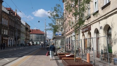W Krakowie na ul. Krakowskiej pojawiły się kolejne drzewa