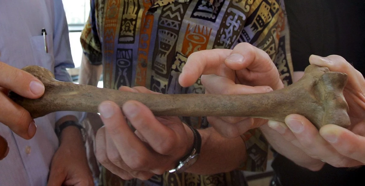 Najnowsze badania dowodzą, że w Polsce znajdują się najstarsze szczątki neandertalczyków w Europie Środkowej - informują naukowcy na łamach najnowszego wydania magazynu "Scientific Reports".