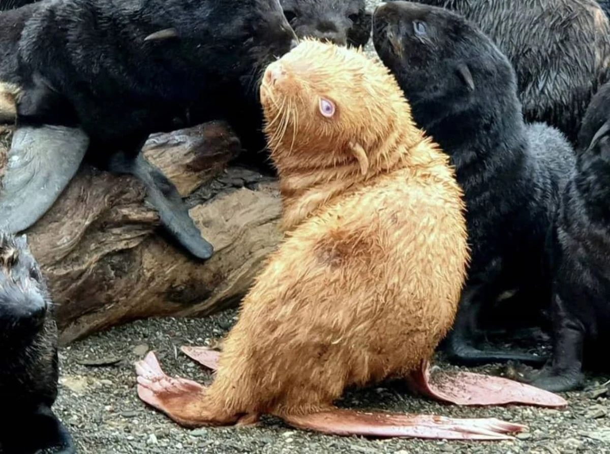 Zwierzę o nietypowym dla swojego gatunku ubarwieniu urodziło się niecały miesiąc temu na wyspie Tyuleny na Morzu Ochockim. ​Naukowcy nazwali je "brzydkim kaczątkiem". Młoda foka będzie pod opieką biologów, którzy zapewnią jej bezpieczeństwo.