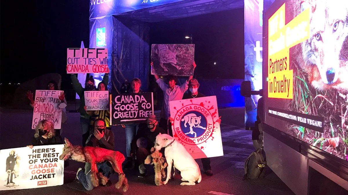 Broniąca praw zwierząt PETA zorganizowała protest podczas rozpoczętego w czwartek Toronto International Film Festival (TIFF). Demonstrujący domagali się zerwania współpracy TIFF z Canada Goose - firmą, która wykorzystuje w kurtkach futro kojotów i gęsi puch.
