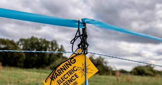 Pierwszy przypadek ASF w Niemczech został oficjalnie potwierdzony u padłego dzika, znalezionego w graniczącym z Polską powiecie Szprewa-Nysa w Brandenburgii. W związku z tym wzdłuż granicy landu Brandenburgia Niemcy ustalili elektryczne pastuchy, które mają odstraszać dziki z Polski.