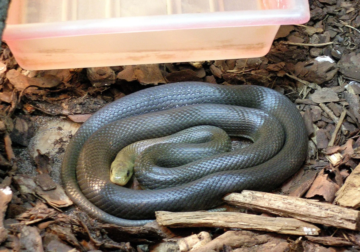 Regionalna Dyrekcja Lasów Państwowych w Krośnie opublikowała niecodzienne zdjęcia, na którym widać gada wijącego się na drzewie. "Tylko jeden polski wąż tak potrafi" - mówią leśnicy. 