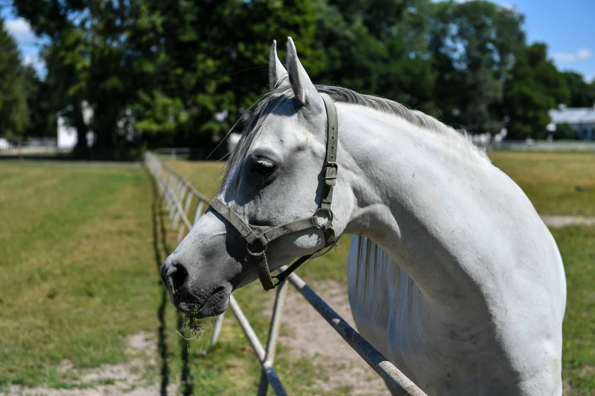 Kolejna zmiana na stanowisku prezesa stadniny koni w Janowie Podlaskim. To już czwarta dymisja od 2016 roku, gdy zmuszony do odejścia ze stadniny został odpowiadający za największe sukcesy placówki Marek Trela. Tym razem - po zaledwie 5 miesiącach - ze stanowiska zrezygnował Marek Gawlik.