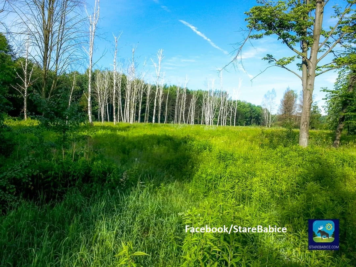 „Łosie tak! Deweloperzy nie!” - to było hasło sobotniego przeciwko budowie osiedla domów w Lesie Bemowskim na pograniczu Warszawy między dwoma rezerwatami Łosiowe Błota.