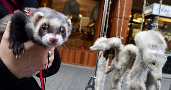 More than a dozen European countries have banned breeding fur animals