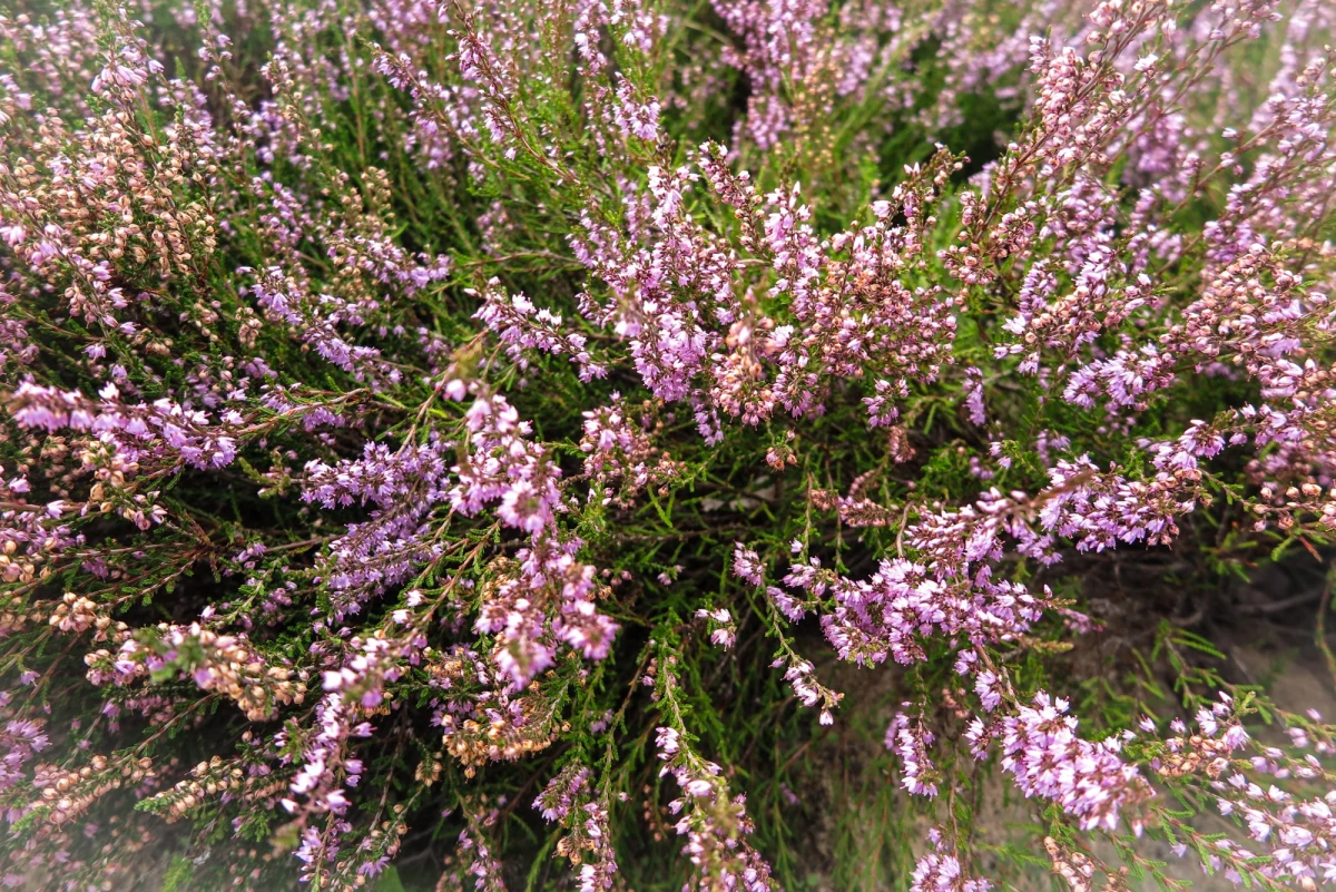 Na ponad 900 hektarach, gdzie okiem sięgnąć rosną tu kwitnące na fioletowo krzewinki. Pod Bornem Sulinowem w Zachodniopomorskiem znajduje się największe w Polsce i jedno z największych w Europie wrzosowisk. By chronić tę wyjątkową roślinność utworzono tu rezerwat Diabelskie Pustacie.