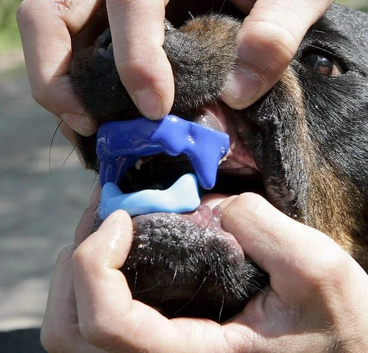 Pies, przypominający wyglądem amstaffa, pogryzł 21-letnią mieszkankę gminy Chęciny (woj. świętokrzyskie) - informuje policja. Kobieta z obrażeniami twarzy trafiła na oddział ratunkowy Wojewódzkiego Szpitala Zespolonego w Kielcach. 

