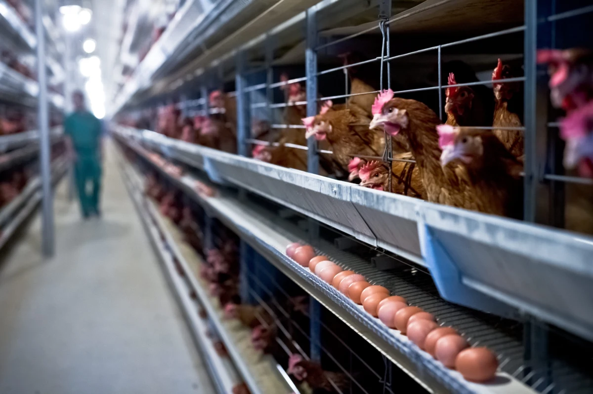 Hodowcy zwierząt z niepokojem śledzą postępy w pracach Sejmu nad wprowadzeniem tzw. "Piątką dla zwierząt". "Jesteśmy przerażeni tempem, w jakim rząd chce wprowadzać te zmiany. Nie mamy jak się do nich dostosować" - powiedział reporterowi RMF FM Mateuszowi Chłystunowi Rafał Ratajczak, hodowca drobiu z Zielniczek, w województwie wielkopolskim. Ustawa ograniczy m.in. możliwość uboju rytualnego. 