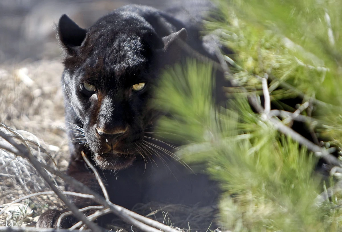 Mieszkańcy miasteczka Ventas de Huelma koło Granady w hiszpańskiej Andaluzji od kilku dni nie wychodzą wieczorami z domów. Obawiają się czarnej pantery, która rzekomo grasuje w okolicy. Do jej poszukiwań włączyła się Gwardia Cywilna.