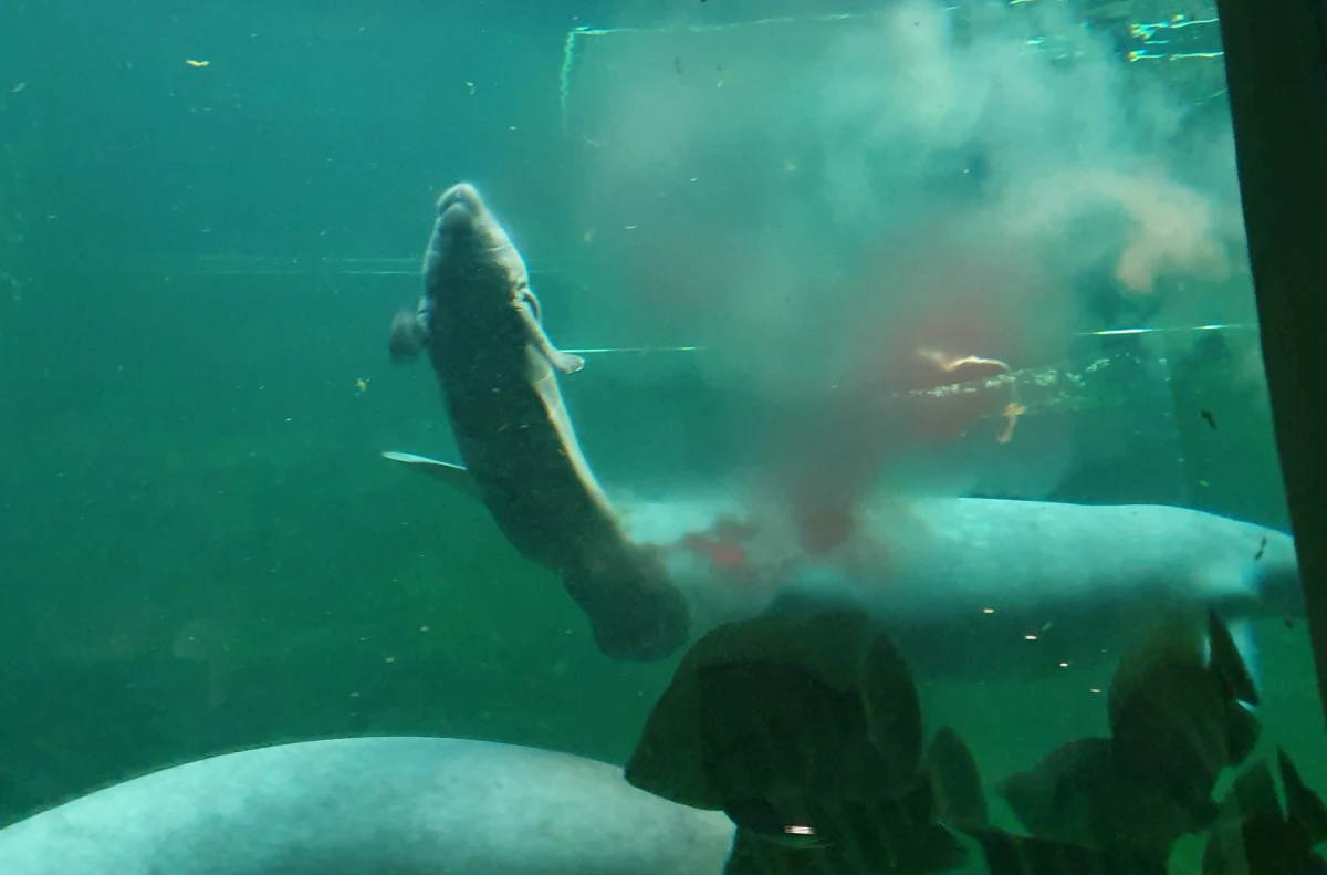 Wrocławskie ZOO świętuje narodziny samicy manata. To wodny ssak, którego naturalnym środowiskiem jest wybrzeże Oceanu Atlantyckiego. Ogród ze stolicy Dolnego Śląska w trzy lata dochował się aż 4 młodych tego zagrożonego gatunku. Najmłodsze ma zaledwie 6 dni.