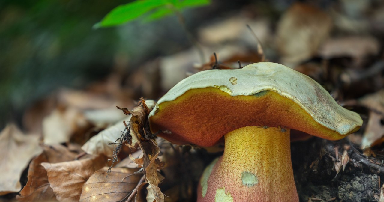 ​Łatwo pomylić go z borowikiem, ale jest trujący. Pod żadnym pozorem nie zbieraj