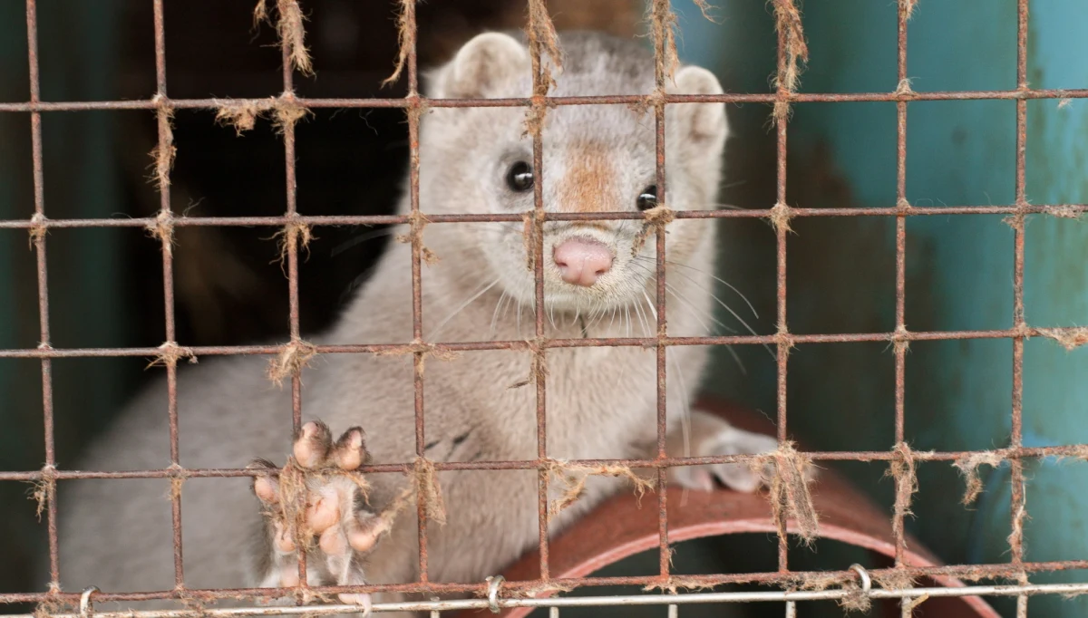 W przyszłą środę w Senacie odbędzie się wysłuchanie publiczne w sprawie "Piątki dla zwierząt", czyli nowelizacji ustawy o ochronie zwierząt - poinformował PAP szef senackiej komisji ustawodawczej Krzysztof Kwiatkowski. Będą mogły w nim uczestniczyć zarówno środowiska rolnicze, jak i prozwierzęce. 