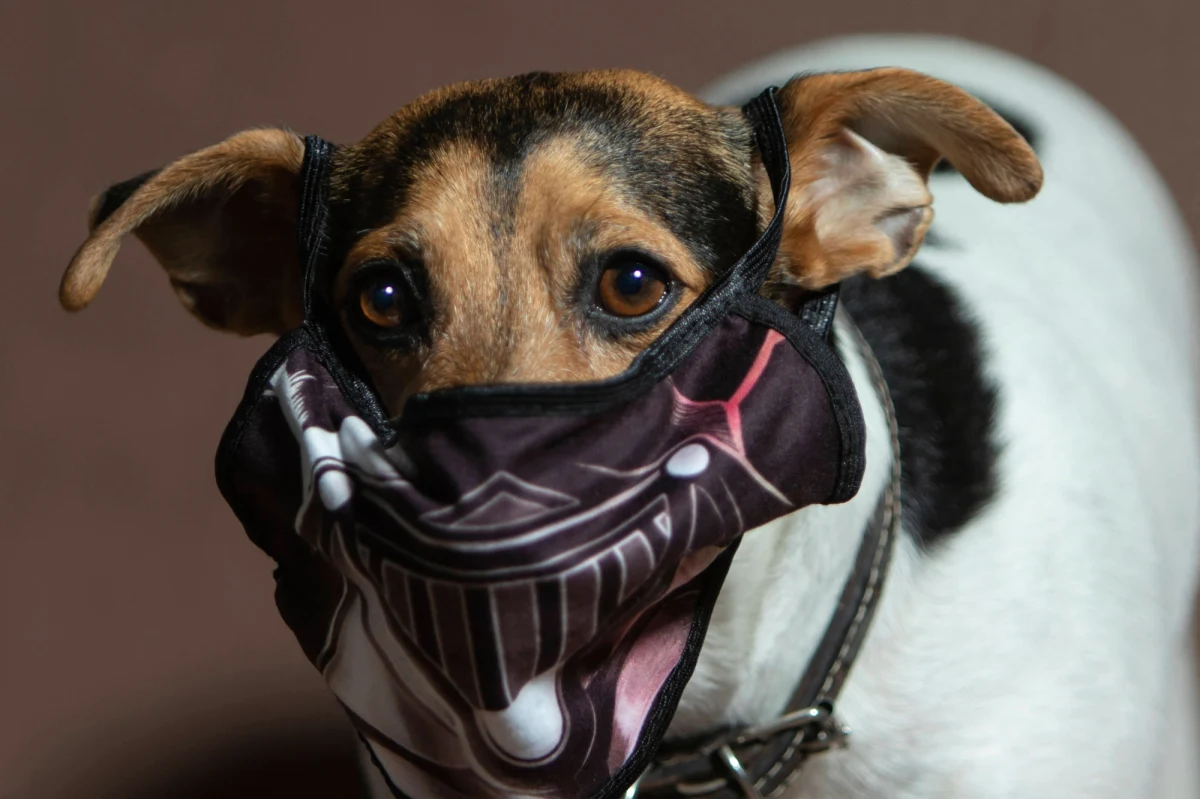 Belgijski rząd ma nowy pomysł na walkę z koronawirusem. Specjalnie wyszkolone "korona psy" pomogą w wykrywaniu infekcji Covid-19 na lotniskach, festiwalach i innych grupowych wydarzeniach. 