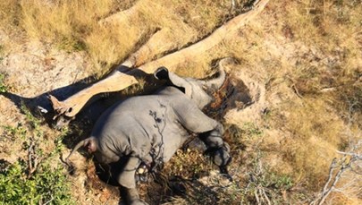 Masowe wymieranie słoni w Botswanie. Poznano przyczynę