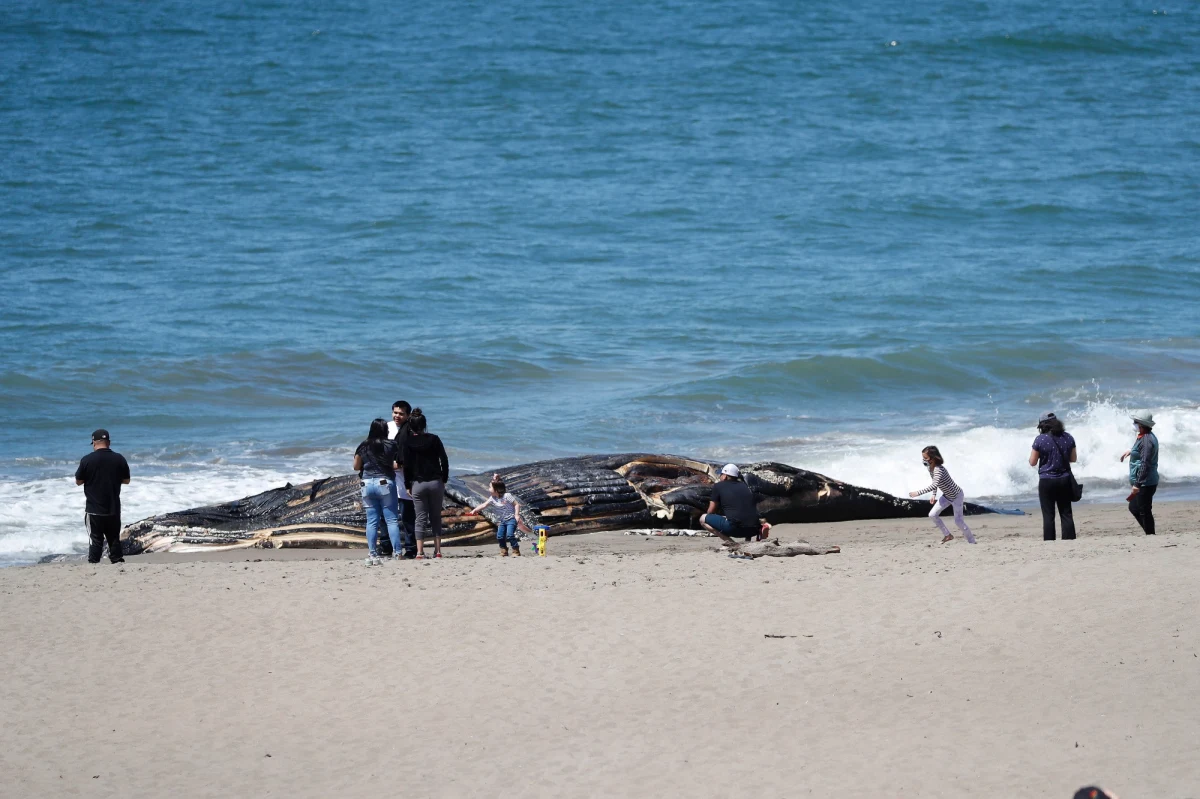 Naukowcy planują przeprowadzić operację ratowania około 270 waleni, które utknęły na mieliźnie na zachodnim wybrzeżu australijskiej wyspy Tasmania. Co najmniej 25 zwierząt nie żyje.
