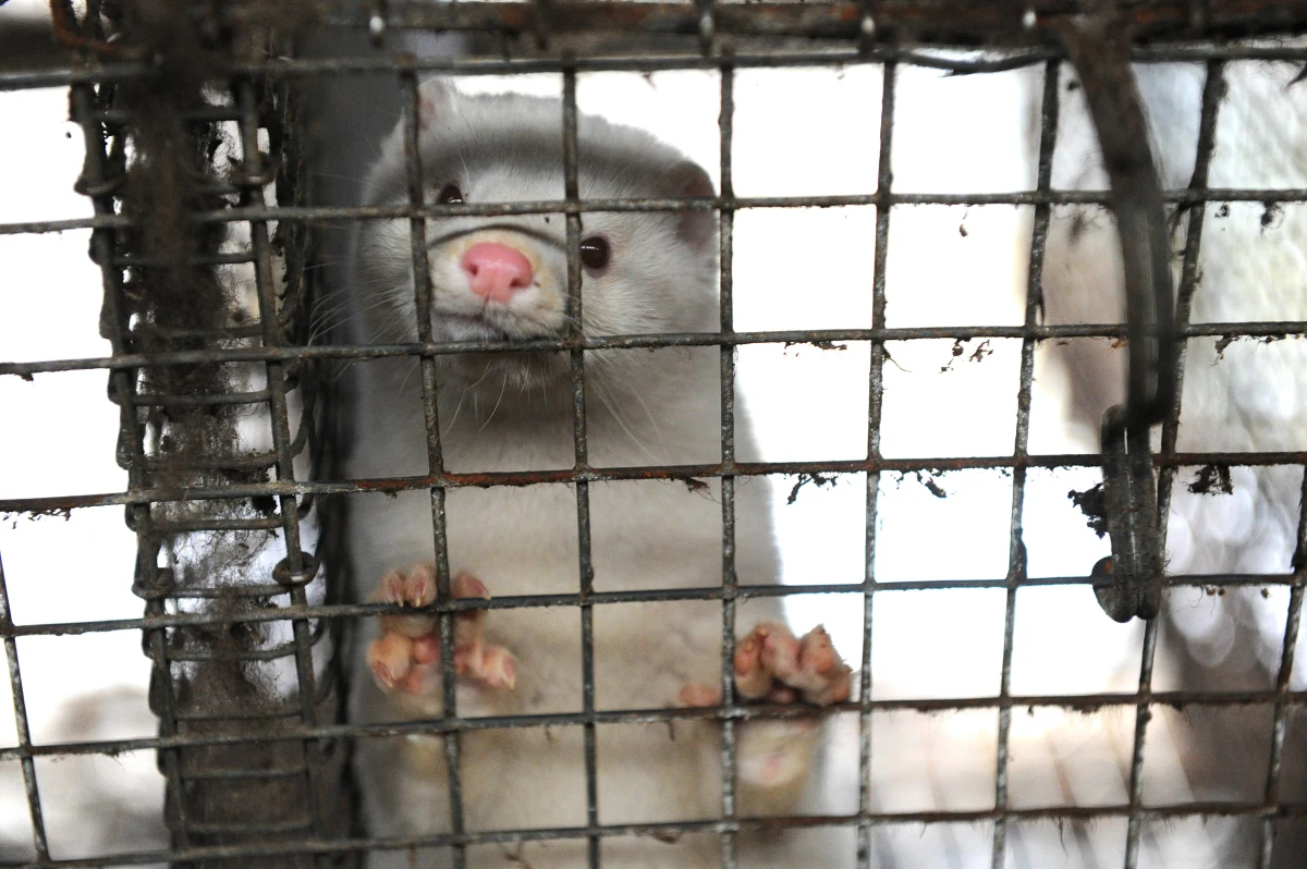 71,4 procent pytanych w sondażu respondentów jest za przyjęciem ustaw o ochronie zwierząt, która została przegłosowana w Sejmie. Badanie przeprowadziło United Surveys dla RMF FM i "Dziennika Gazety Prawnej". "Piątkę dla zwierząt" popierają w większości także mieszkańcy wsi.