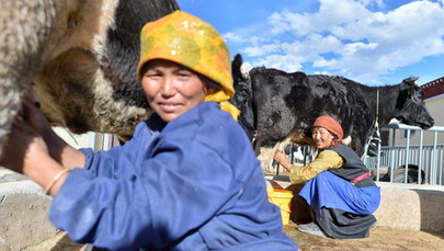 Tybetańczycy podzielają los Ujgurów? Niepokojące wieści z Chin