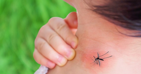 The first case of tropical dengue in the Netherlands.  The woman was bitten by a mosquito