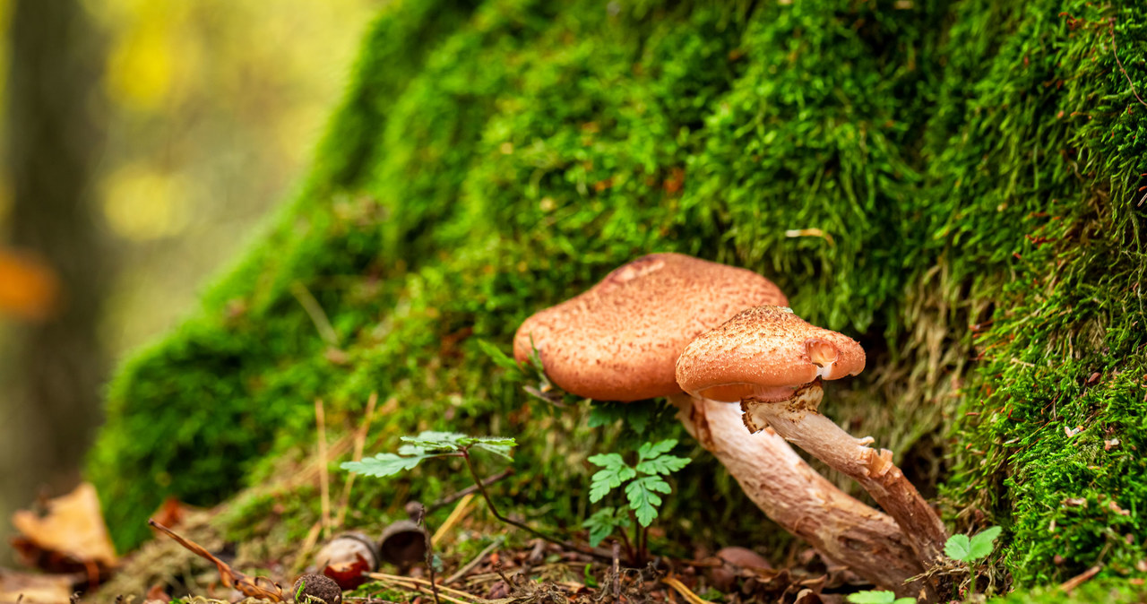 Zbieranie, grzybów, terenach, dotkniętych, kataklizmem, powodzi, może, groźne, zdrowia, Wezbrana, woda, pociągnęła, sobą, tylko, W tych lasach nie można zbierać grzybów. Przyczyną zanieczyszczenia i bakterie