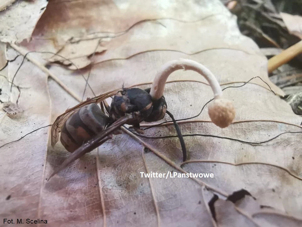 Lasy Państwowe na Twitterze pokazały ciekawe zjawisko, do którego dochodzi w polskich lasach. Na zdjęciu widać osę, z której głowy wyrasta grzyb.