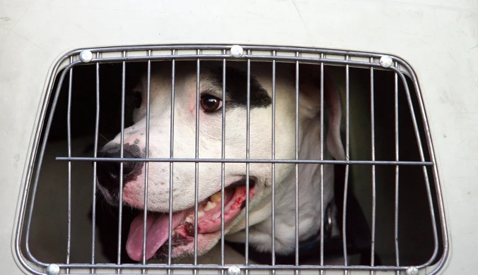 Nie żyje 50-letni mężczyzna, który uprawiał seks z amstaffem 