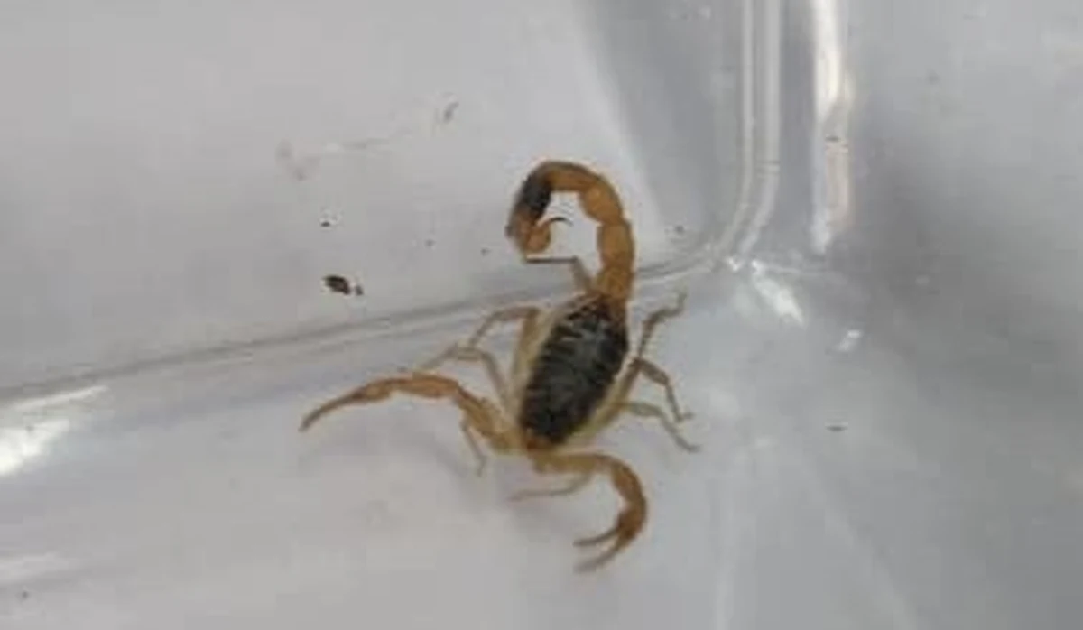 W jednym ze sklepów odzieżowych w centrum handlowym w Toruniu natrafiono na groźnego skorpiona. Był on ukryty w kurtce, która miała trafić do sprzedaży. Zwierzę było żywe.