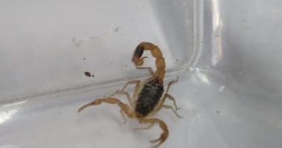 W jednym ze sklepów odzieżowych w centrum handlowym w Toruniu natrafiono na groźnego skorpiona. Był on ukryty w kurtce, która miała trafić do sprzedaży. Zwierzę było żywe.